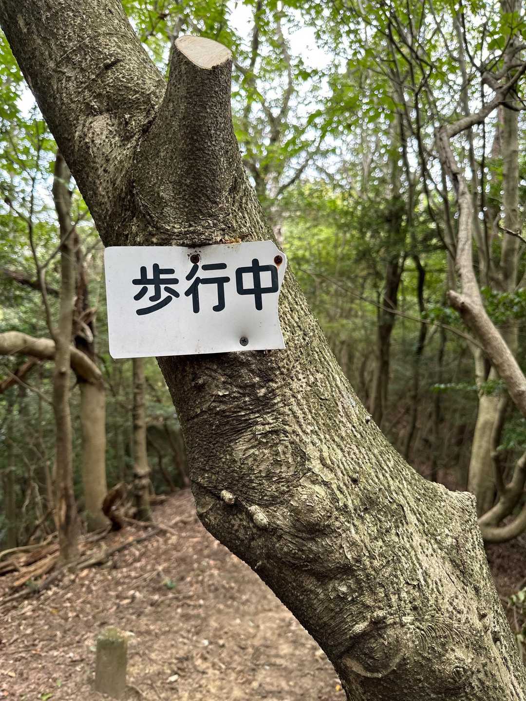歩行中…の続きが気になる🤣