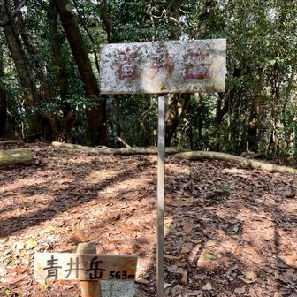 再び青井岳
青井岳までの登り返し（道もはっきりわからず）
意外ときつかった。