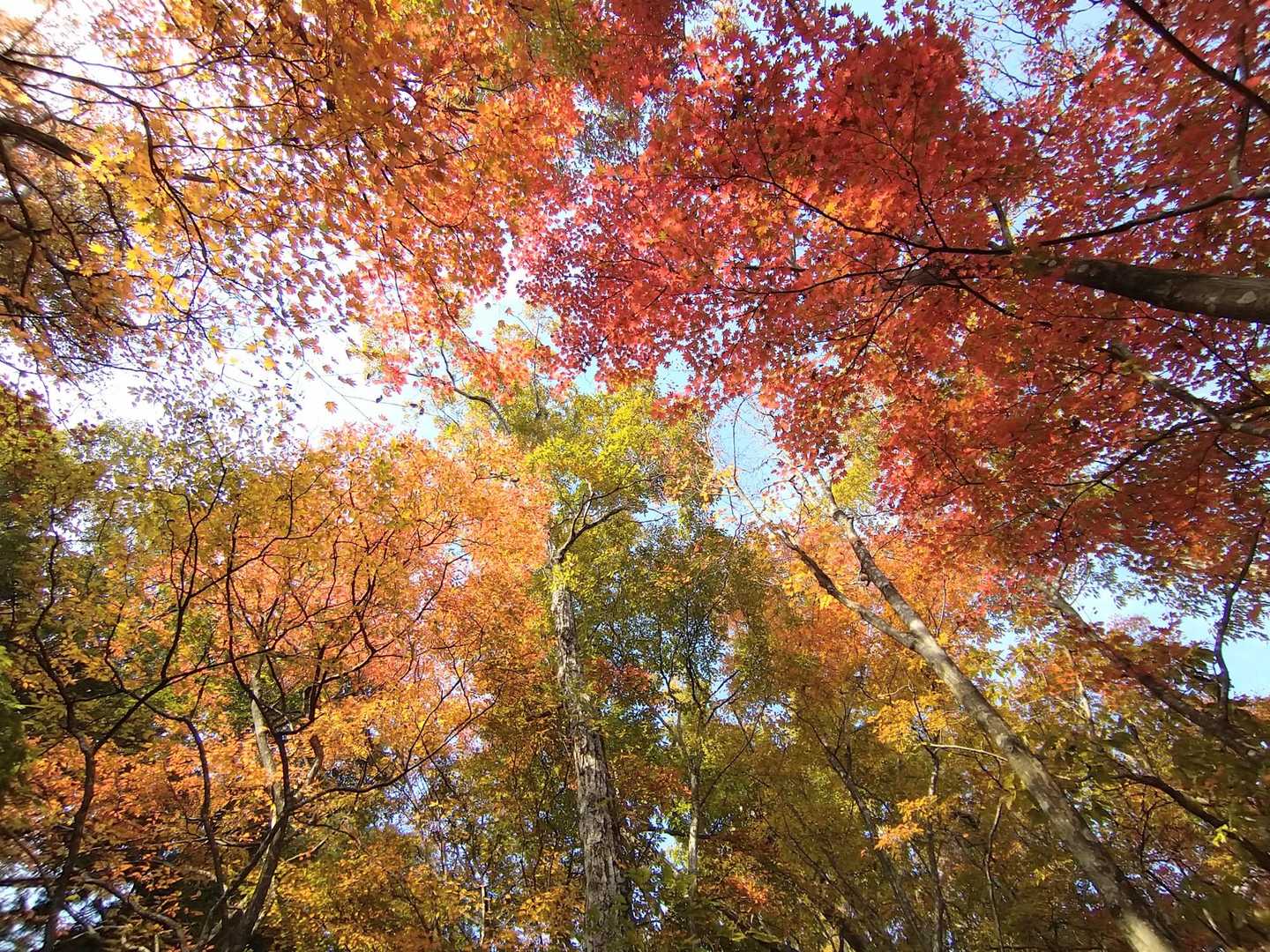 見上げれば紅葉🍁