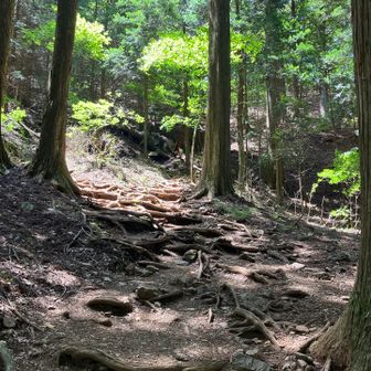 神社の後ろ、山頂へ向かう道