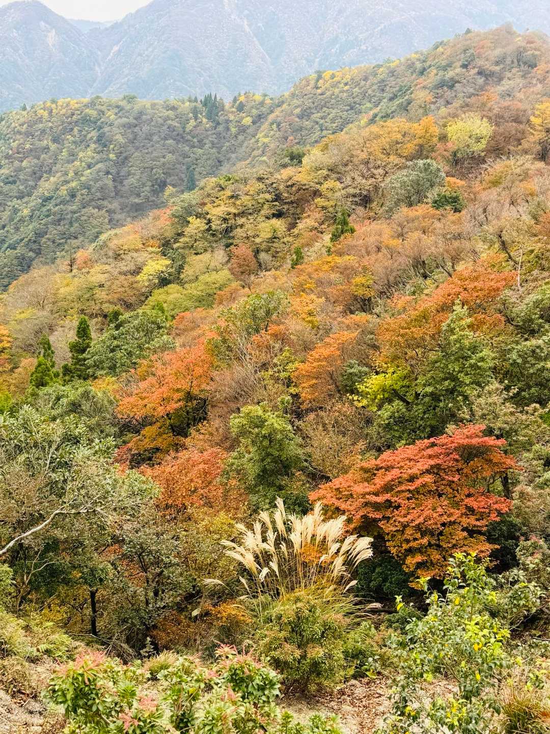 釈迦ヶ岳-猫岳 周回コースの写真