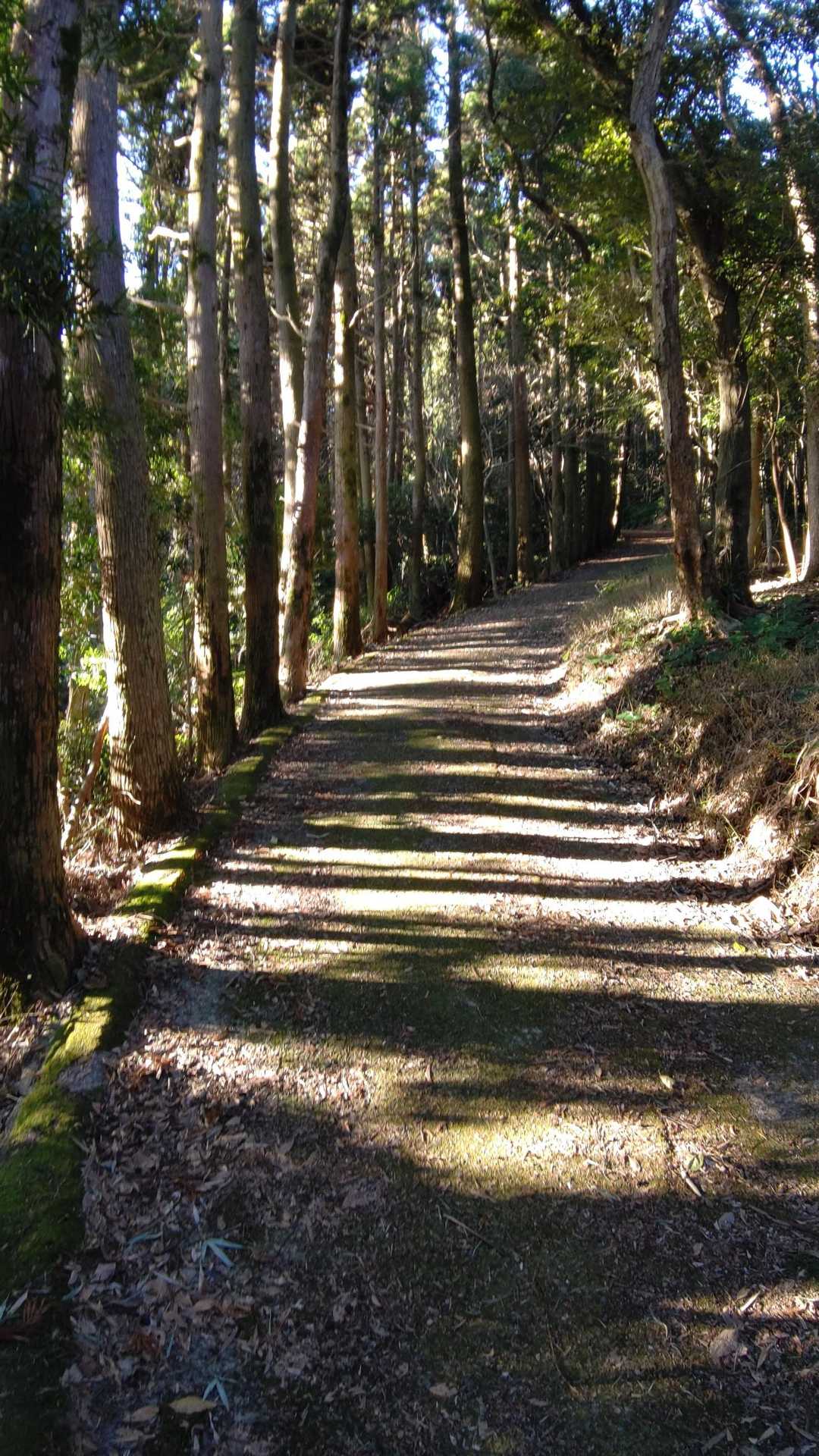 諸正岳-矢筈岳 周回コースの写真