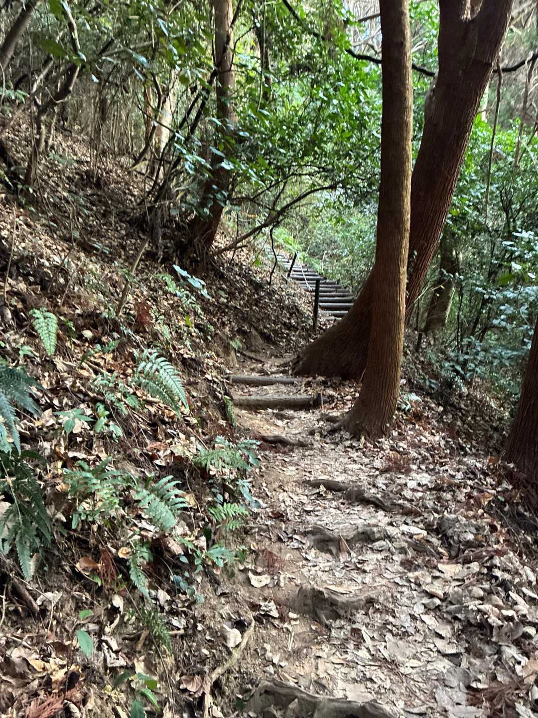 赤間登山口-城山-石峠-金山南岳 往復コースの写真