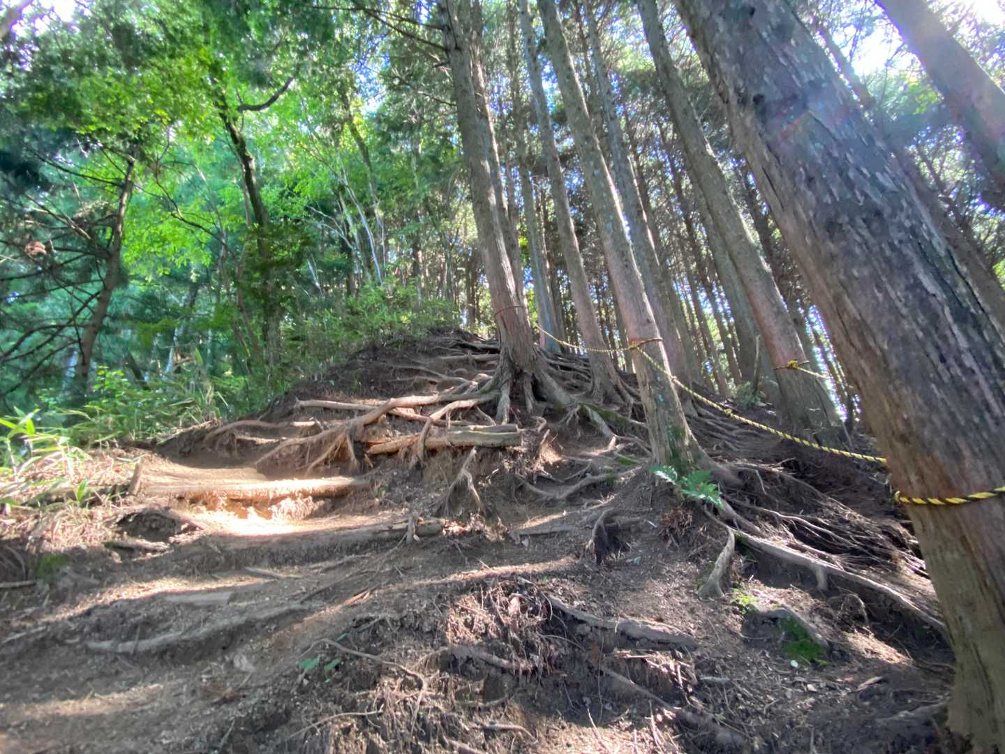 振り返れば…
気の根っこの急登😱
