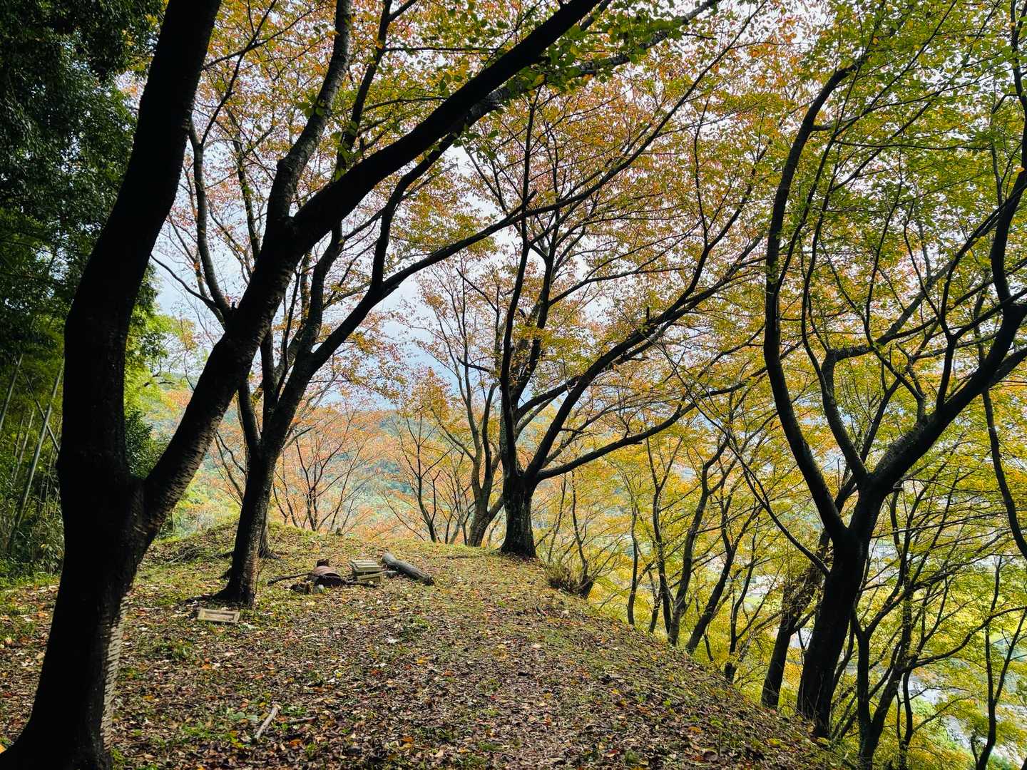立花山 周回コースの写真