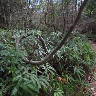 くるりんぱ
おしまい