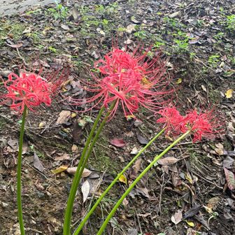 平の彼岸花