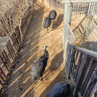 猪より先にエミュー。