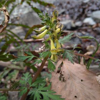行きには気づかなかったミヤマキケマン、一輪だけ咲いてる！