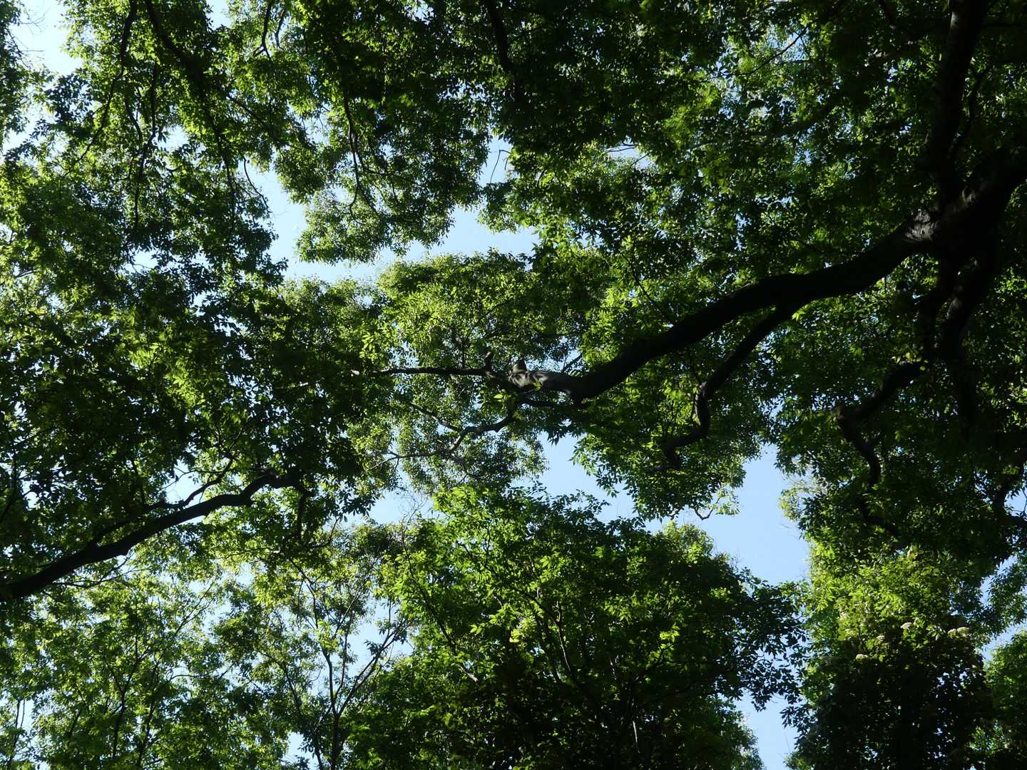 旅伏峰-伊努谷峠-鼻高山 往復コースの写真