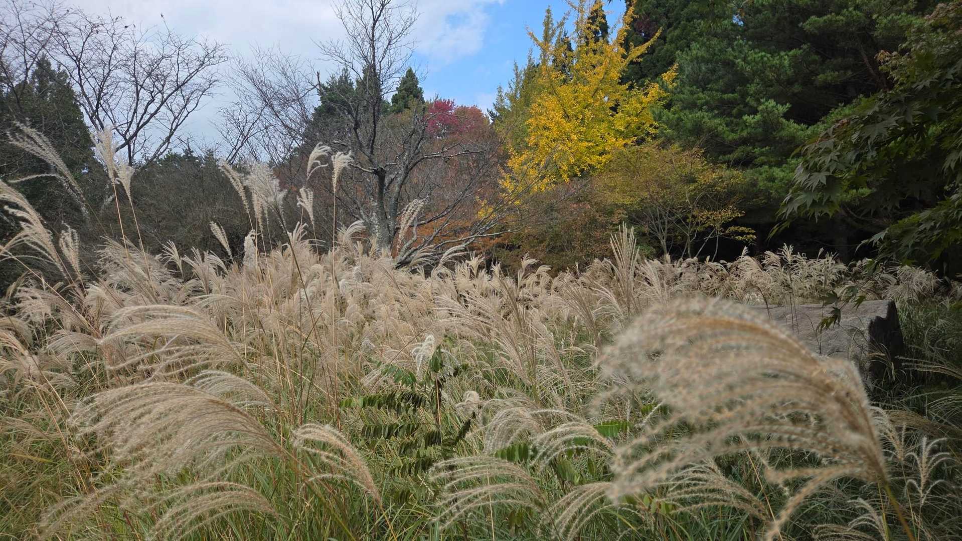 なんか、秋〜🍁