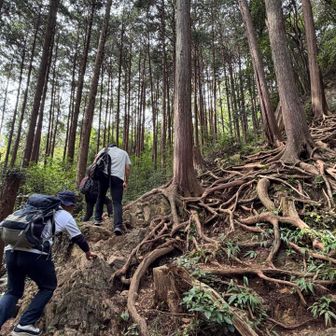 「やっと山らしくなってきたぞ」
「滑落注意ですね！」
…ちょっとばかにしてる？🫩