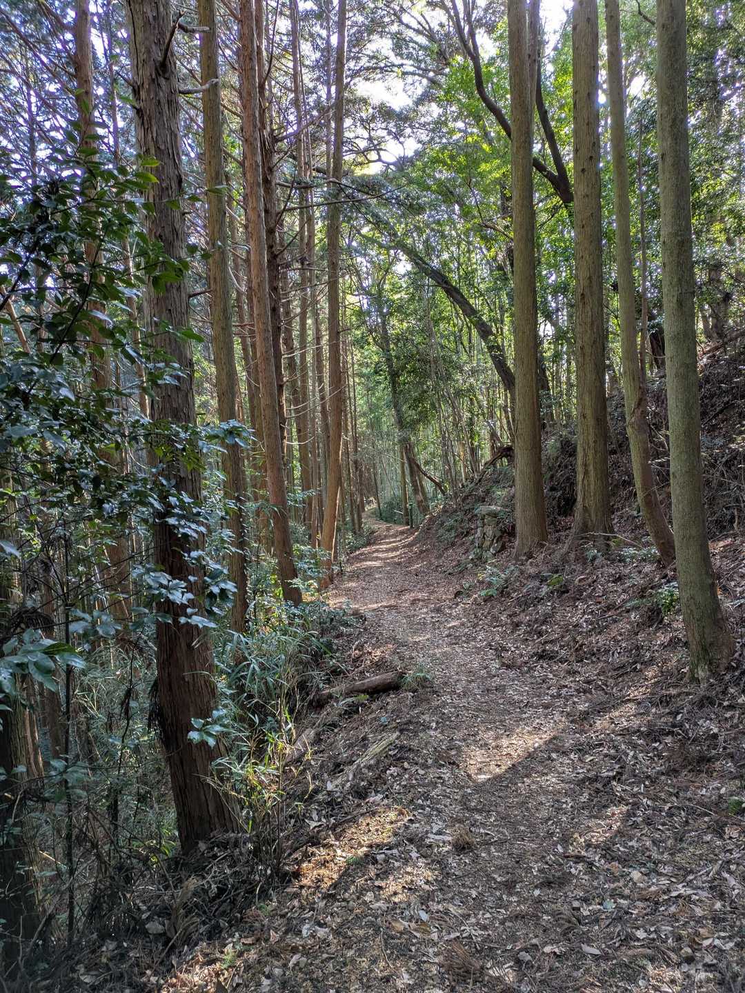✨気持ち良い道
この道は平等寺まで往復したことがあります