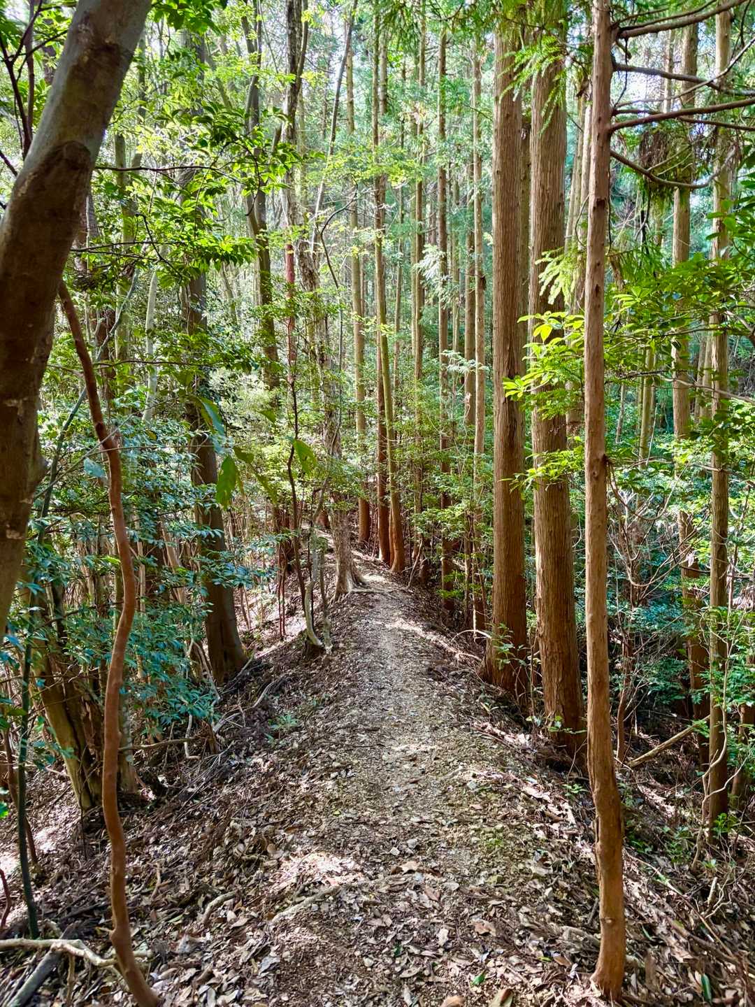 歩くよー🚶