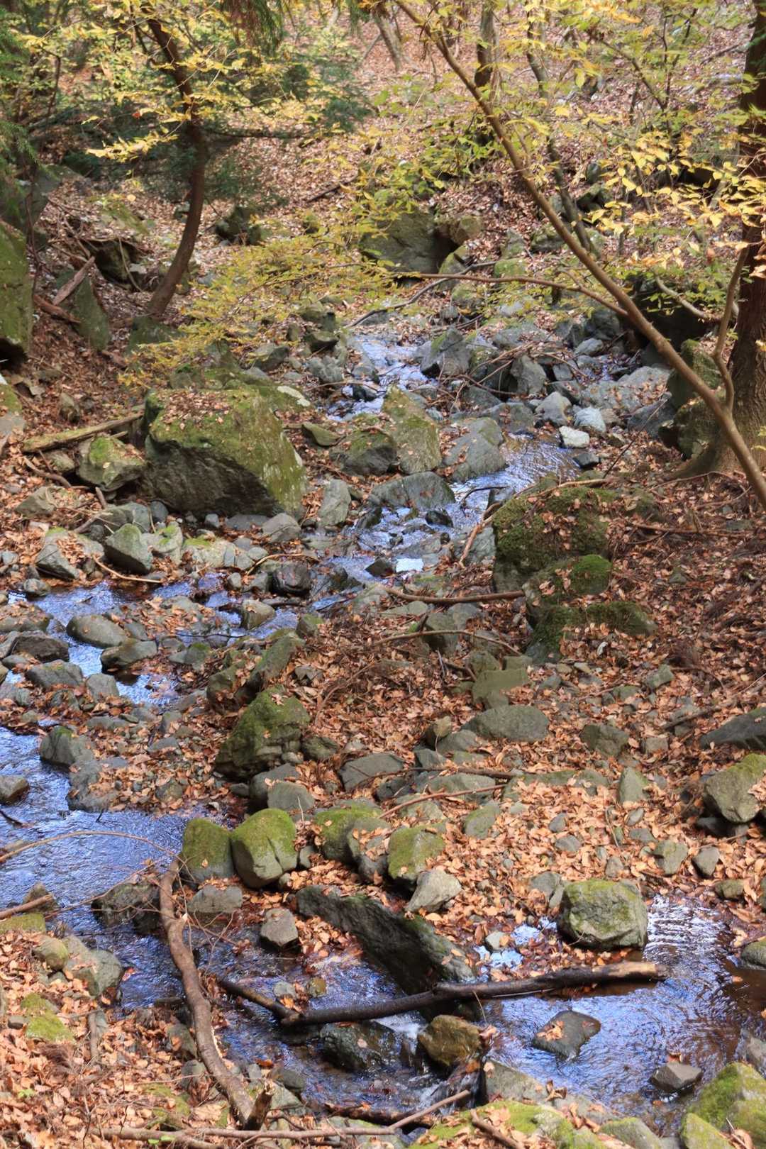 落ち葉が舞って趣あり。