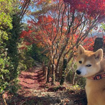 紅葉はごく一部にあった。ねー、綺麗だねー