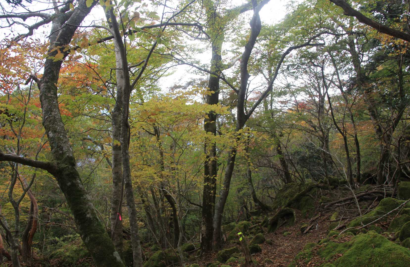 由布登山口バス停-正面登山口-日向岳 往復コースの写真