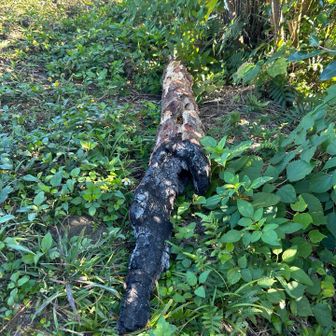 山頂の脇に半分ほど炭になった木が捨てられています😐