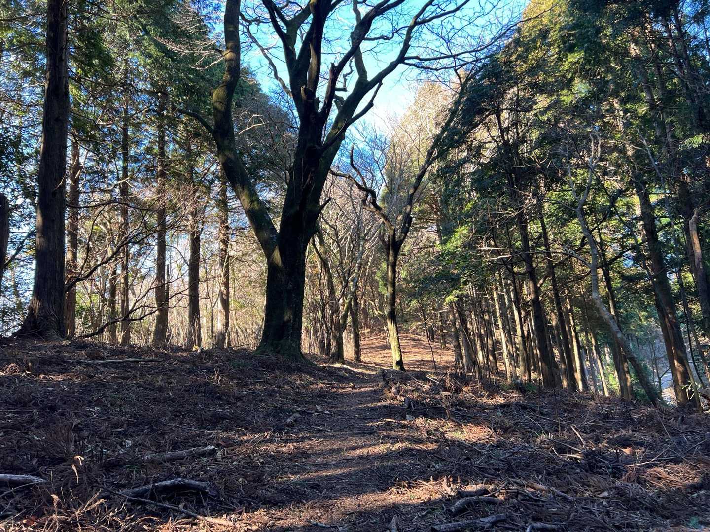 樽峠登山口-樽峠-高ドッキョウ 往復コースの写真