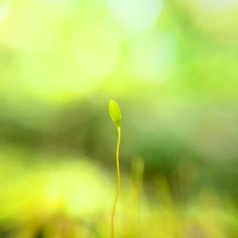 苔ひょろり