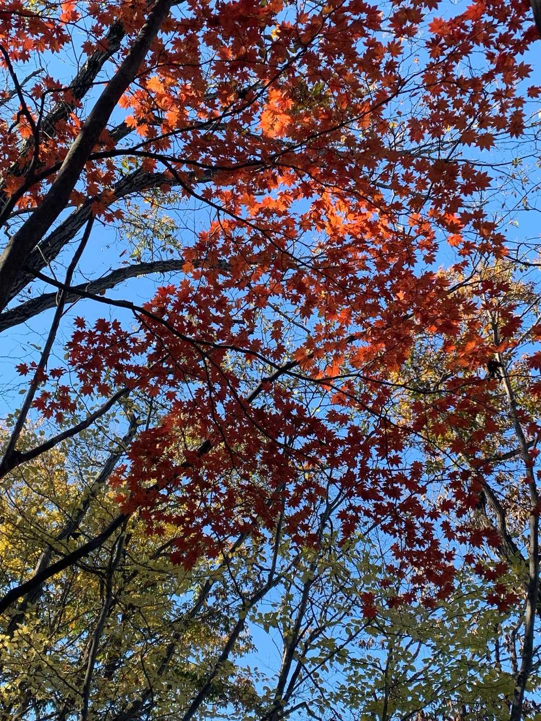 ある程度登ると紅葉🍁あります。