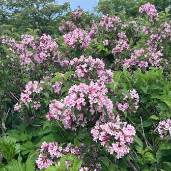 こんなにかわいいタニウツギやギンリョウソウにもすっかり慣れてしまい、急斜の下山はひらすら修行モードでした😇

YAMAPコース定数30くらいは、サクサク歩けるようになりたいな