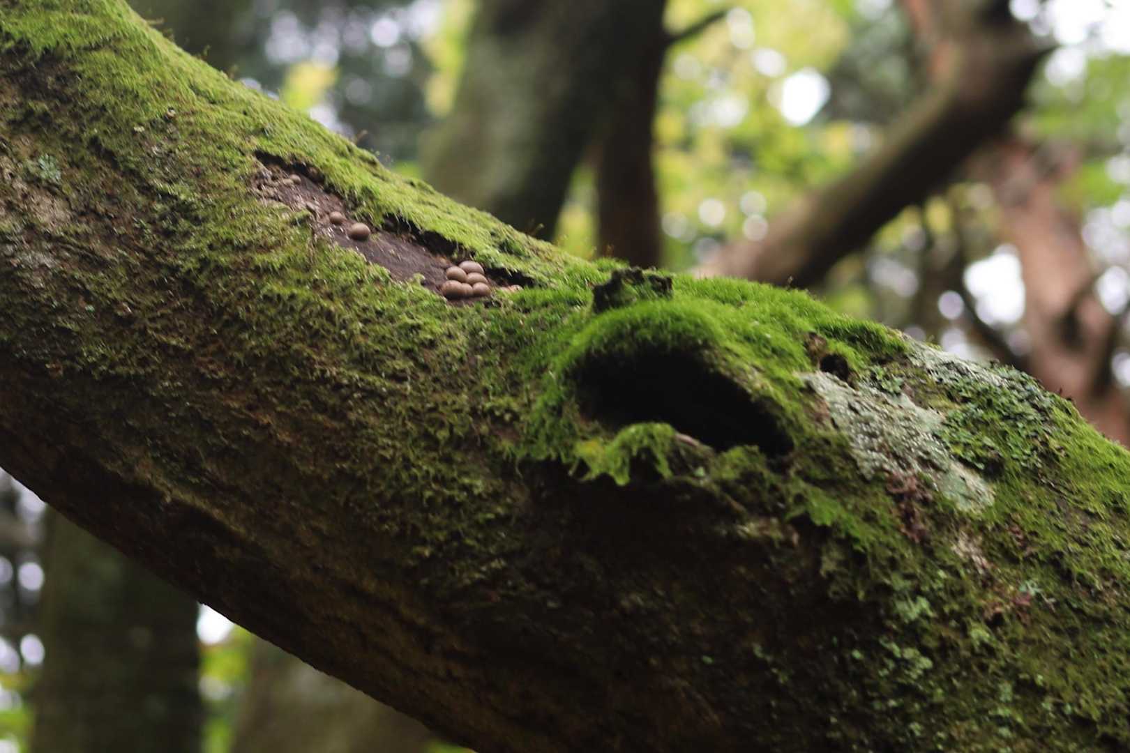 木の上の小さな森