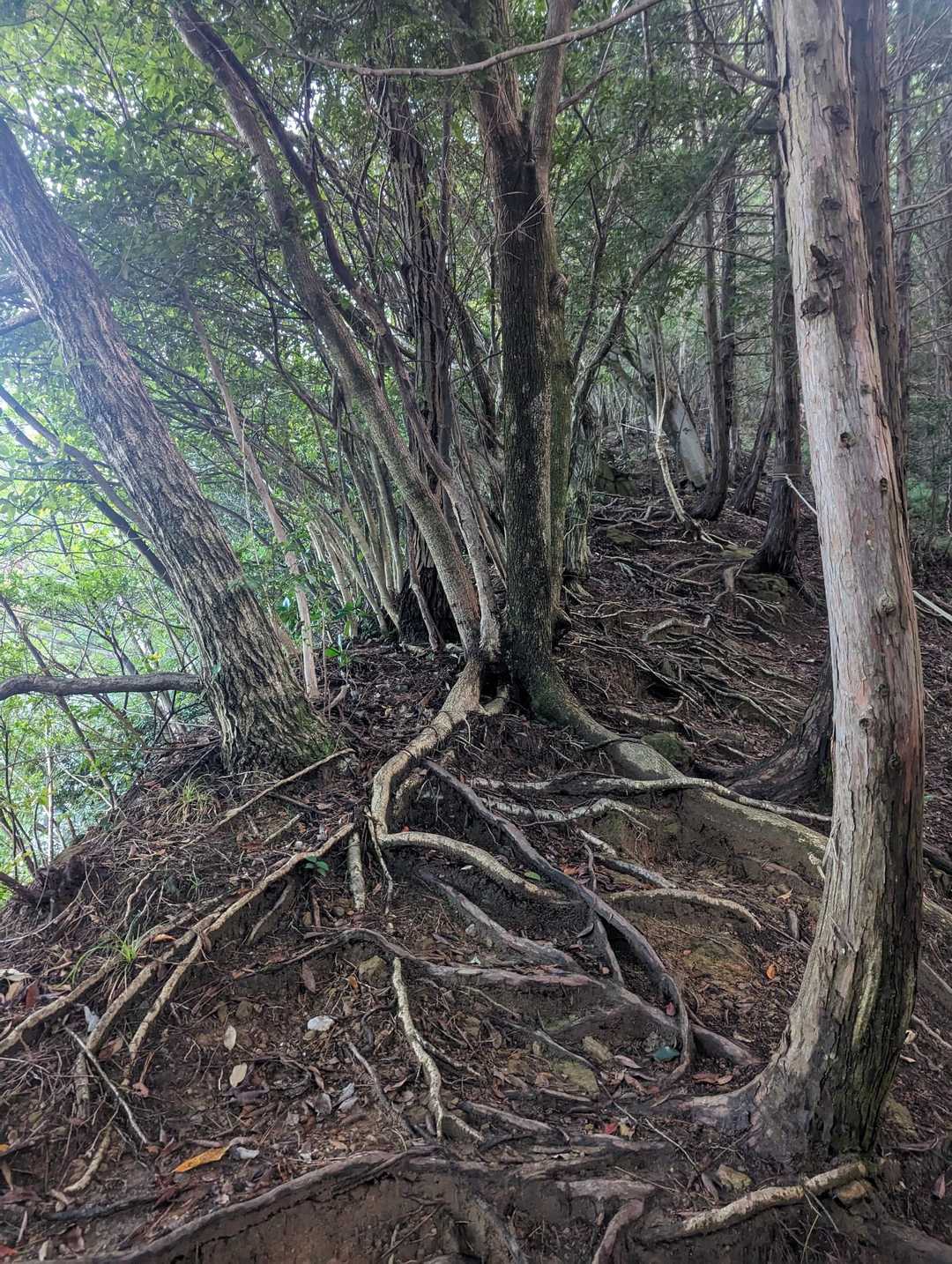 低山だけどなかなか急