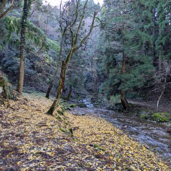銀杏の絨毯の林道をてくてく歩いて٩( ᐛ )و