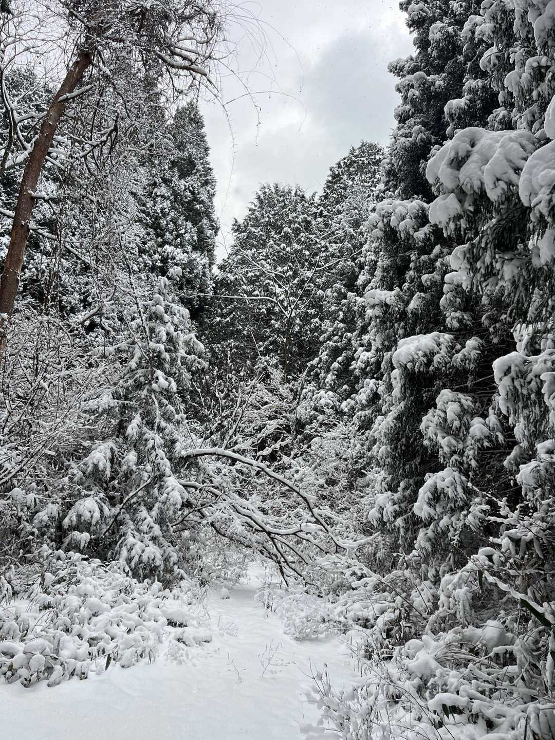 雪はしっかりありそうだ❄️
先行者や他の登山者無し
足元はノーマルでスタート▶️