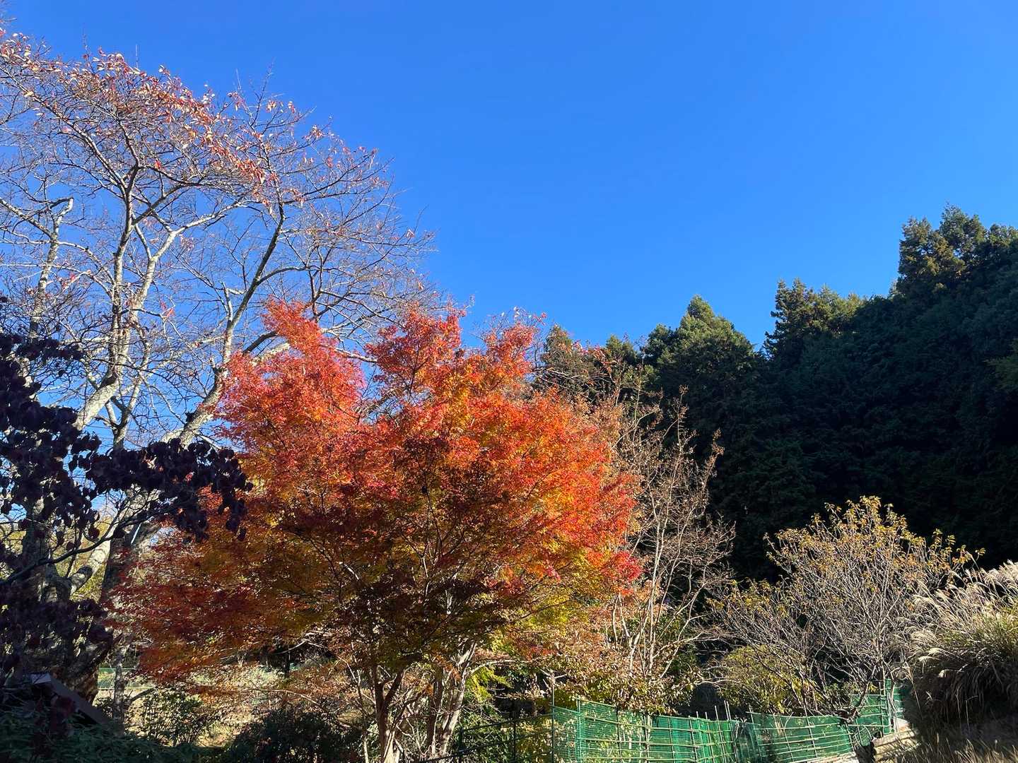 いいお天気です🍁