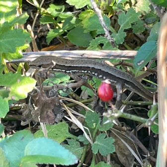 赤い実を撮ってたら、お客さんが居ました🦎