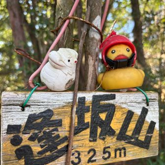 ドロドロになってきた子たち🐥