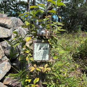 龍王山頂上から80m下りたところに仙人岩があるので下りてみた。