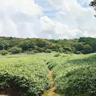 この辺りは湿原だからか…