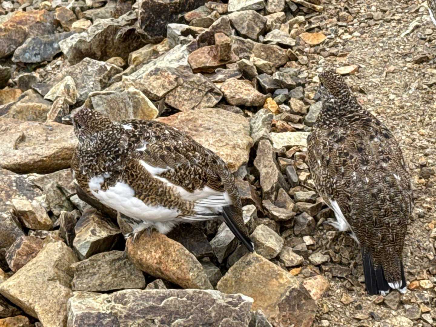 いや〜あ可愛い😍
動画も撮ってしばしの雷鳥タイム。