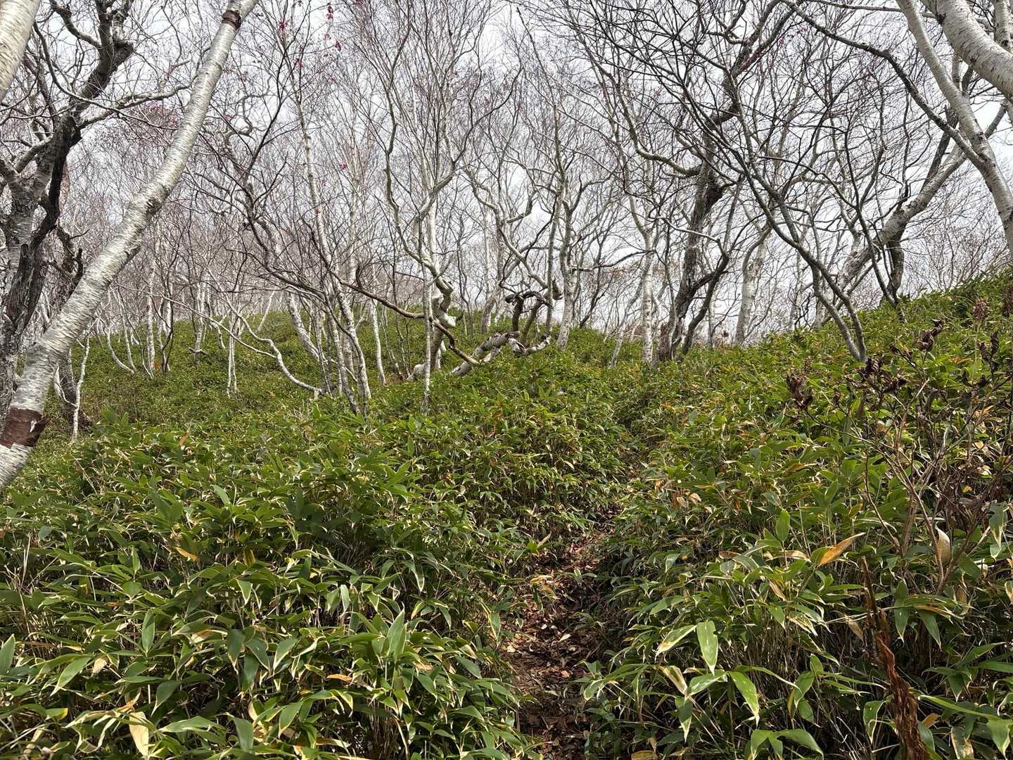 楽古岳 往復コースの写真