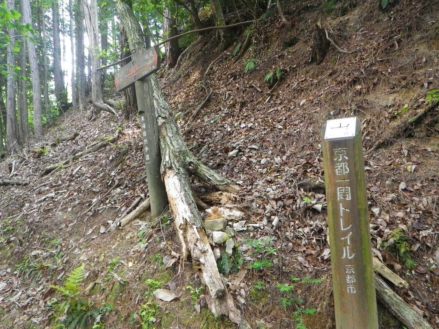 鷹峯源光庵前バス停-上ノ水峠-仏栗峠-槙ノ尾バス停-清滝バ 縦走コースの写真
