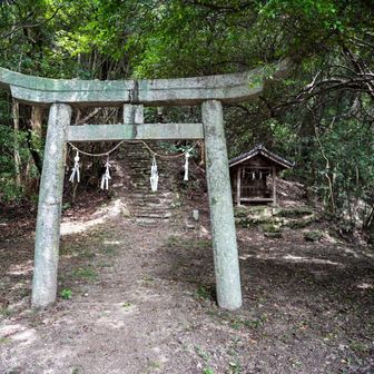 下山中にスズメバチが目の前飛んできてしばらく観察された。何もしませんと言いながらささっと立ち去ったので見逃してもらえた🐝