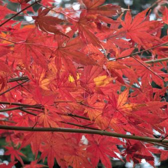 時々真っ赤なもみじに出会えます