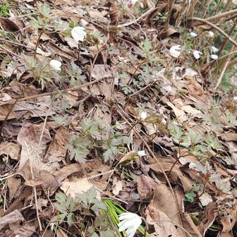 群生してましたっけ？