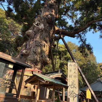 弘法大師様お手植えの長命杉は樹齢1200年🌲