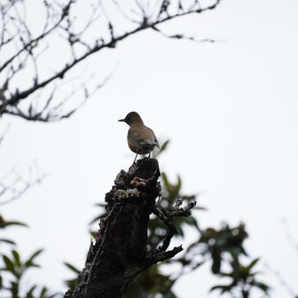 アカハラかな？