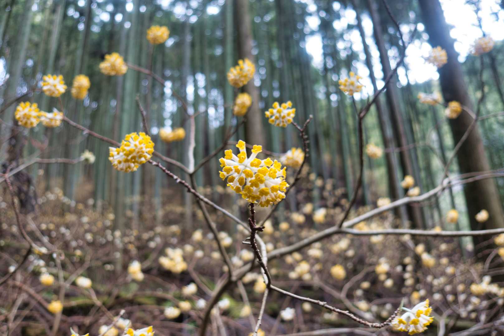 坂本棚田バス停-野登山-国見広場 周回コースの写真