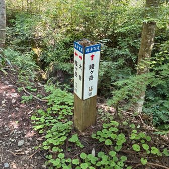 賤ヶ岳まで1.5kmです
隣りに「ヤマビル注意」の看板があり、リフトのお兄さんにい聞いたら見たことあるそうです。
雨の後に草むらに入るといるかもと言ってました。気にしすぎでした。🪱