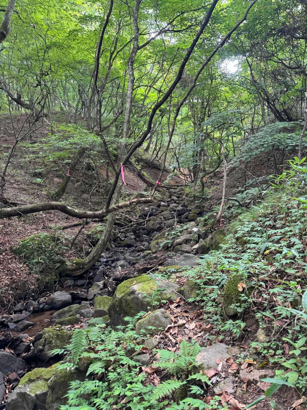 物見山-香坂峠-神津牧場 縦走コースの写真