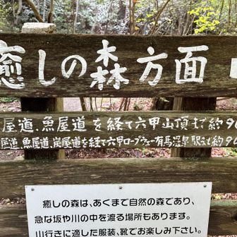 癒しの森は川を渡る涼しげなコース