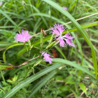 カワラナデシコ
君は夏派？秋派？