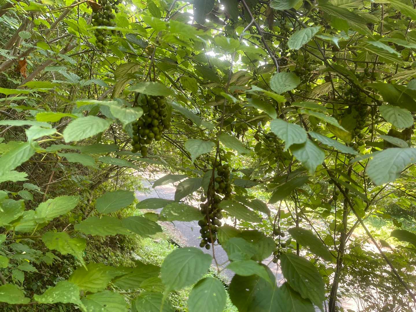 舗装路に合流する手前で、天然のシャインマスカット🍇⁉️