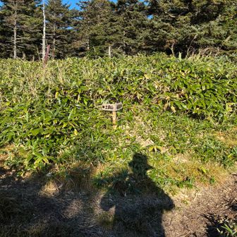 土鍋山との分岐は右へ。